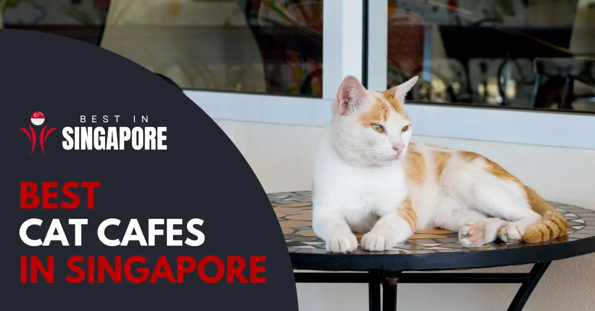 7 Best Cat Cafe In Singapore You Can Enjoy [2024] BestInSingapore